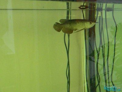 龍魚5號(hào)治什么?。堲~5號(hào)使用注意事項(xiàng)） 龍魚百科 第4張