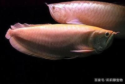 龍魚5號治什么?。堲~5號使用注意事項）