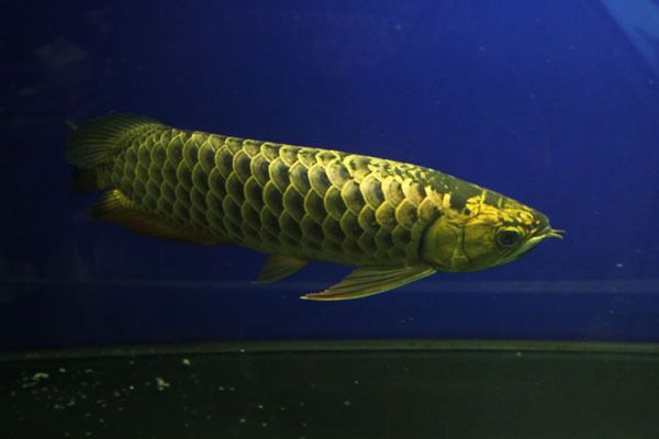 金龍魚庫房（關(guān)于金龍魚庫房的相關(guān)信息） 龍魚百科 第5張