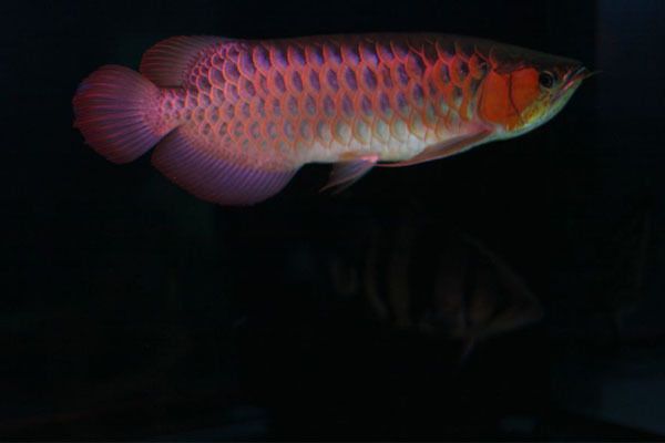 紅龍魚(yú)的產(chǎn)地和區(qū)別在哪里（印尼紅龍魚(yú)的原產(chǎn)地是印度尼西亞的蘇門(mén)答臘和加里曼丹地區(qū)）