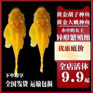 女王大帆魚苗飼料選擇指南（女王大帆魚苗繁殖期飼料選擇） 龍魚百科 第4張