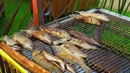 女王大帆魚苗飼料選擇指南（女王大帆魚苗繁殖期飼料選擇） 龍魚百科 第2張