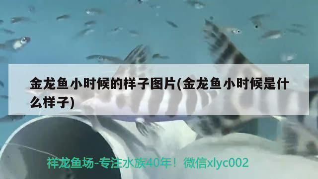 金龍魚小時候的樣子 龍魚百科 第1張