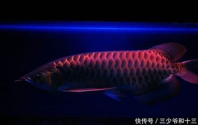 金龍魚小時候的樣子 龍魚百科 第5張