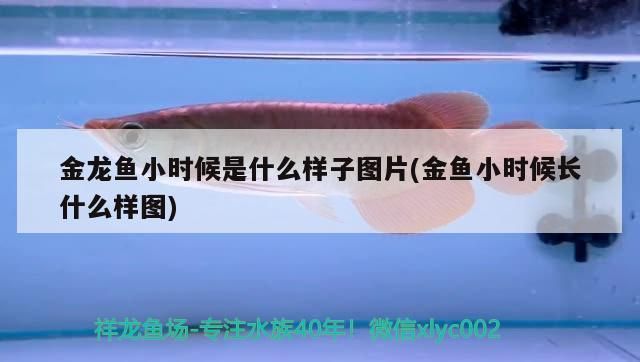 金龍魚小時候的樣子 龍魚百科 第2張