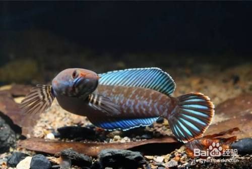 大型雷龍魚推薦（七彩海象雷龍飼養(yǎng)技巧，） 龍魚百科 第5張