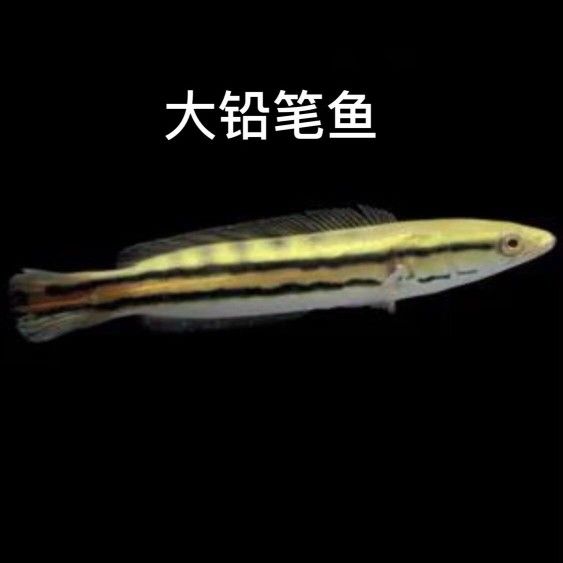 白化雷龍魚能長多大（如何提高雷龍魚生長速度,白化雷龍魚最佳飼養(yǎng)環(huán)境） 龍魚百科 第4張