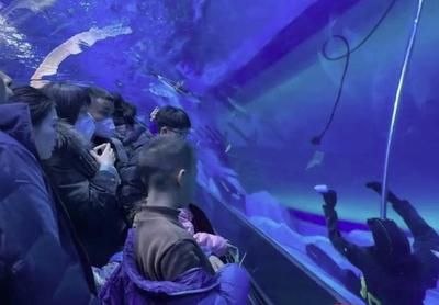 在水族館工作什么學(xué)歷（上海海洋水族館企劃崗位要求解析水族館企劃崗位要求解析） 水族館百科（水族館加盟） 第5張