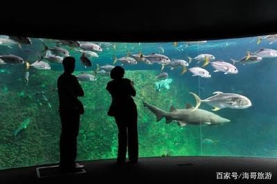 水族館里面有啥東西（水族館互動(dòng)項(xiàng)目有哪些水族館水質(zhì)管理技術(shù)有哪些） 水族館百科（水族館加盟） 第4張