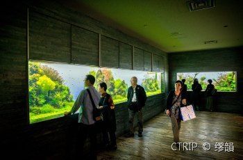 水族館在什么地方好（上海海洋奇夢館互動項目東京墨田水族館鯨鯊觀賞介紹） 水族館百科（水族館加盟） 第4張