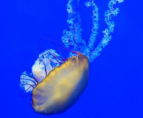 投資水族館賺錢嗎現(xiàn)在怎么樣（投資水族館的主要盈利模式） 水族館百科（水族館加盟） 第4張