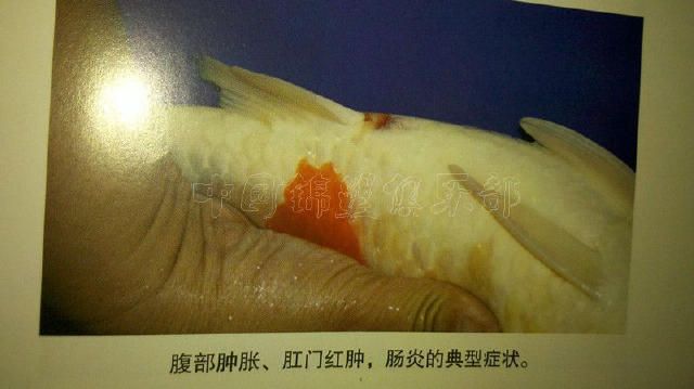 龍魚掉眼防治藥（使用龍魚掉眼防治藥時(shí)需要注意什么？）