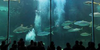 水族館是賣什么的啊視頻（水族館主要展示各種海洋生物） 水族館百科（水族館加盟） 第5張