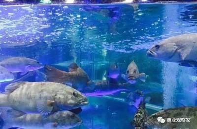 水族館制作廠家地址（水族館制作廠家地址介紹） 水族館百科（水族館加盟） 第4張