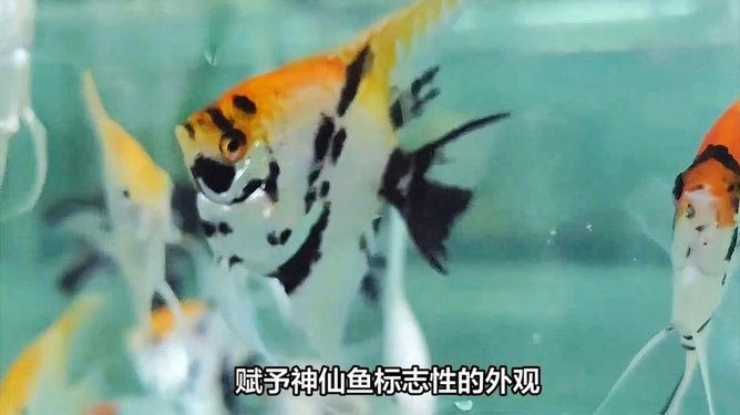 水族館里的魚有哪些（關(guān)于水族館里的魚類介紹）