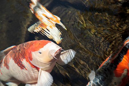 銀龍魚吃什么（-銀龍魚在自然環(huán)境下會(huì)吃哪些食物） 水族問答 第2張