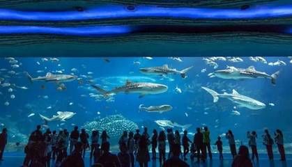 水族館有什么項(xiàng)目可以做（水族館主要項(xiàng)目介紹）