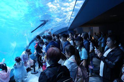 開一家水族館需要準(zhǔn)備什么東西呢（開一家水族館水箱尺寸選擇指南水族館水箱尺寸選擇指南） 水族館百科（水族館加盟） 第4張