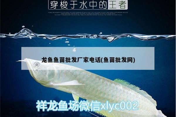 龍魚(yú)魚(yú)苗批發(fā)市場(chǎng)地址電話(huà)（哈爾濱龍魚(yú)魚(yú)苗批發(fā)市場(chǎng)） 龍魚(yú)百科 第5張