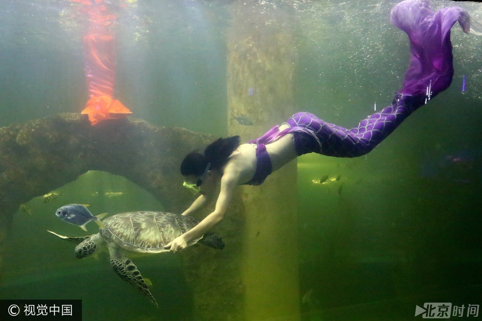 開水族館需要多少錢一個(gè)月（開設(shè)一個(gè)水族館所需費(fèi)用的大概概覽） 水族館百科（水族館加盟） 第5張