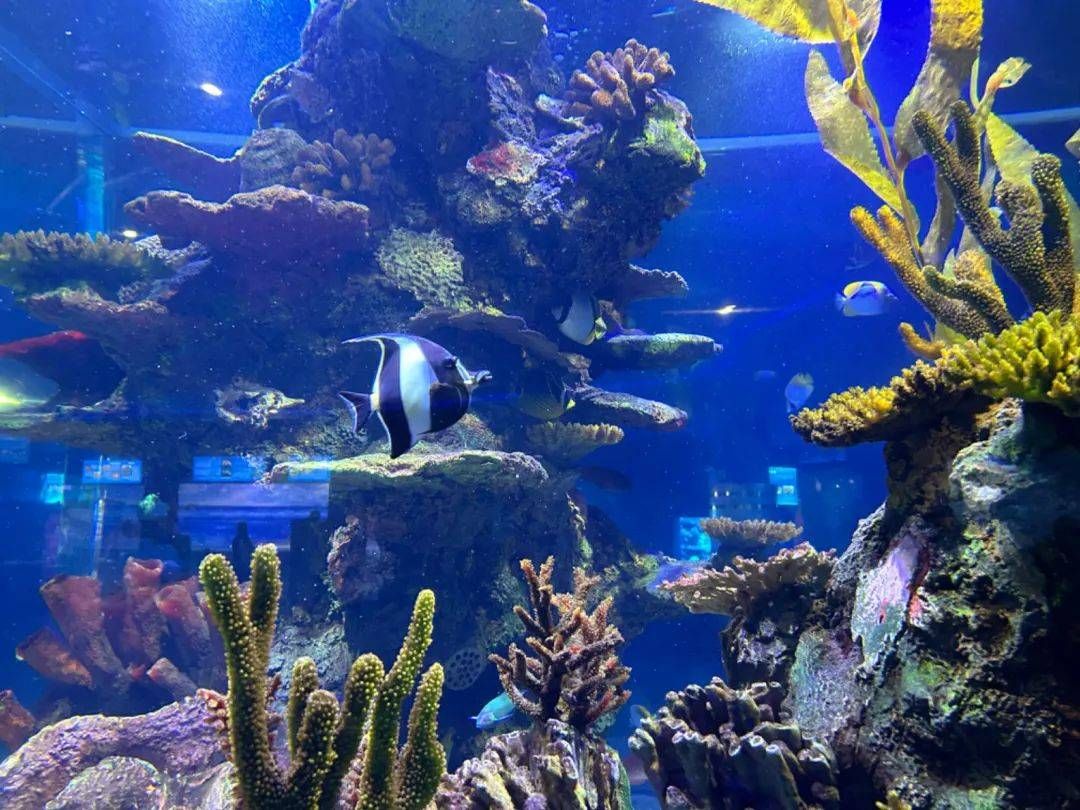 水族館起名字取名怎么?。ㄋ屦^起名字取名） 水族館百科（水族館加盟） 第5張