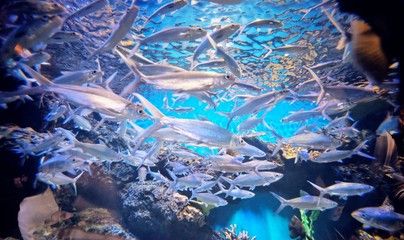 水族館景點(diǎn)（上海海洋水族館） 水族館百科（水族館加盟） 第4張