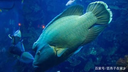 水族館是賣什么的啊知乎（北京動(dòng)物園水族館） 水族館百科（水族館加盟） 第4張