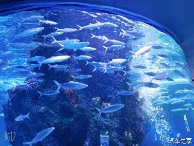 用戶反饋對水族館運(yùn)營影響 水族館百科（水族館加盟） 第5張