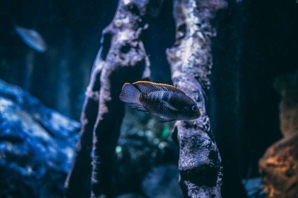 水族館裝修風(fēng)格圖片（水族館裝修風(fēng)格圖片展示） 水族館百科（水族館加盟） 第4張