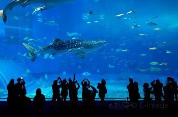 美麗海水族館官網(wǎng)首頁（沖繩美麗海水族館）