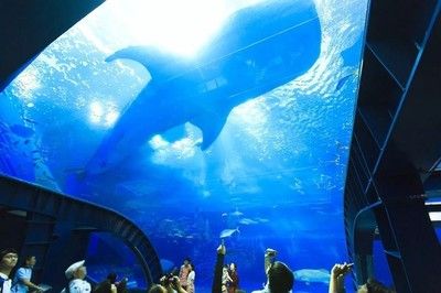 美麗海水族館官網(wǎng)首頁（沖繩美麗海水族館） 水族館百科（水族館加盟） 第4張