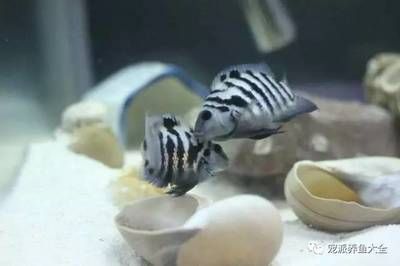 冬天金龍魚水溫多少合適釣魚（冬天釣魚時(shí)，金龍魚的水溫多少合適釣魚，冬天釣魚時(shí)如何調(diào)整） 水族問答 第2張