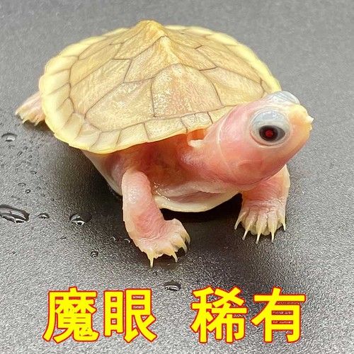 龍魚飼料魚消毒用什么最好（關(guān)于龍魚飼料消毒的問題） 水族問答 第1張