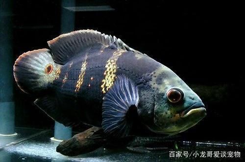 龍魚飼料魚消毒用什么最好（關(guān)于龍魚飼料消毒的問題） 水族問答 第2張