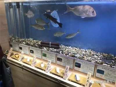 水族館店鋪名字大全（水族館名字大全） 水族館百科（水族館加盟） 第5張