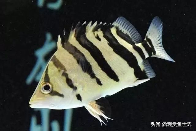 龍魚(yú)最好的配魚(yú)（適合與龍魚(yú)混養(yǎng)的幾種魚(yú)類(lèi)） 龍魚(yú)百科 第5張