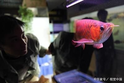 雷龍魚野生（雷龍魚的繁殖方式） 水族問答 第1張