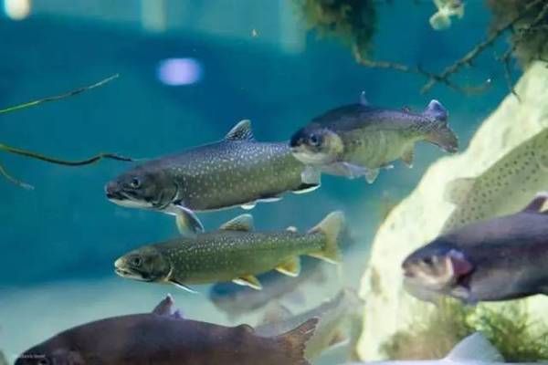 水族館是干什么的地方（世界著名水族館特色介紹） 水族館百科（水族館加盟） 第5張