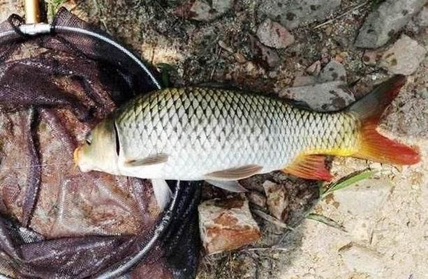 最大的龍魚缸（世界上最大的龍魚缸可以養(yǎng)多少條魚-照明） 水族問答 第2張