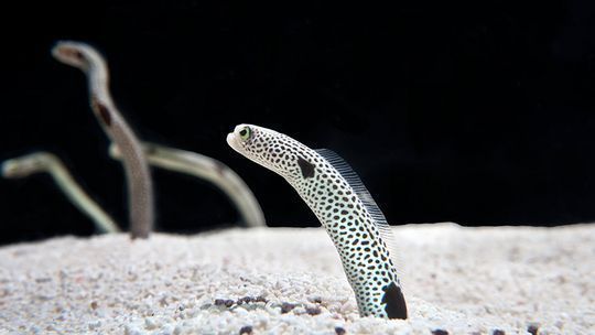 開一家水族館能掙錢嗎多少錢啊（開一家水族館是否能掙錢，以及能賺多少錢，取決于多個因素） 水族館百科（水族館加盟） 第5張