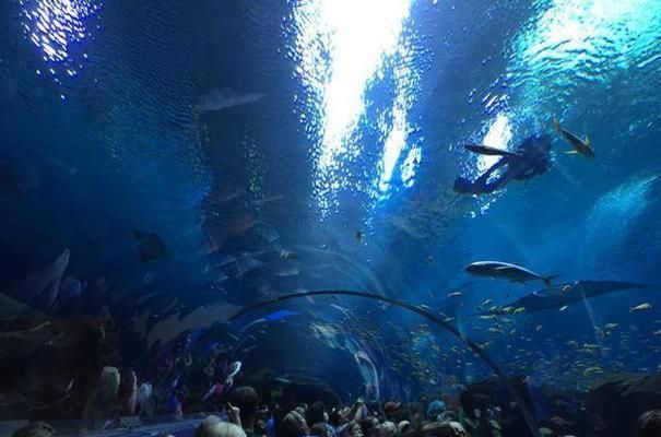 水族館要多少錢一平方米（開設水族館的成本和潛在風險） 水族館百科（水族館加盟） 第5張