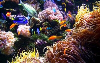 安卓水族館動態(tài)壁紙破解（安卓水族館動態(tài)壁紙）