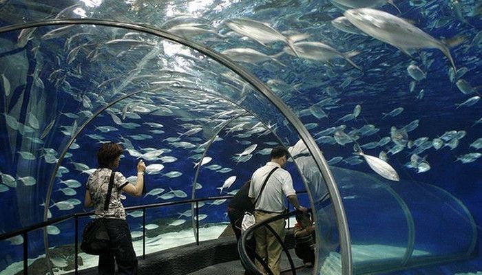 最好的水族館國(guó)內(nèi)排名（上海長(zhǎng)隆國(guó)際海洋度假區(qū)） 水族館百科（水族館加盟） 第1張