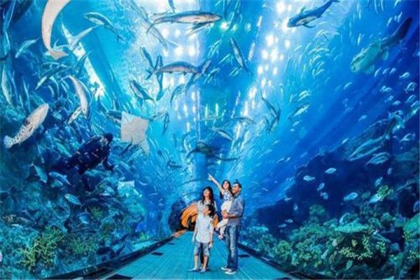 水族館多少錢開（開一個小型水族館可能需要投資100，000美元至500） 水族館百科（水族館加盟） 第4張