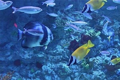 水族館加盟店有哪些好的（水族館加盟店選址技巧） 水族館百科（水族館加盟） 第4張