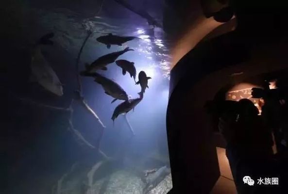 水族館內(nèi)巖石造景建議（水族箱巖石造景案例分享：水族箱巖石造景風(fēng)水講究） 水族館百科（水族館加盟） 第5張