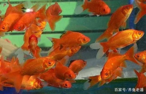 龍魚只在水面上游（龍魚為什么只在水面上游動(dòng)？） 水族問答 第2張