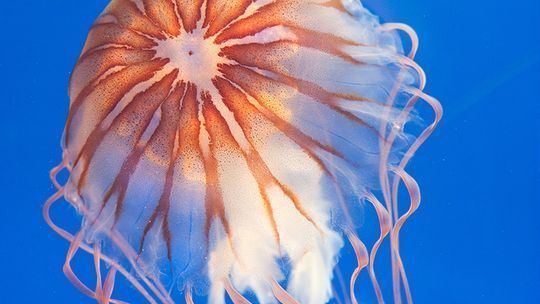 水族館賺錢嗎？（水族館主題活動策劃案例：水族館門票定價策略） 水族館百科（水族館加盟） 第5張