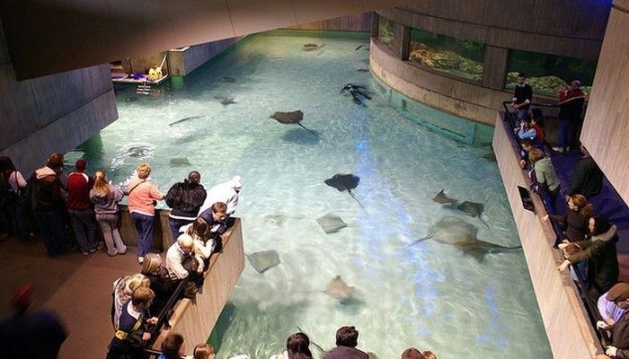 有名的水族館有哪些（世界著名的水族館） 水族館百科（水族館加盟） 第4張