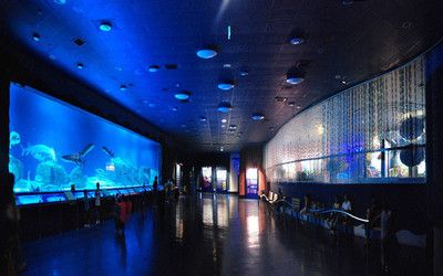 開一家水族館需要準備什么東西（開一家水族館需要準備什么？） 水族館百科（水族館加盟） 第5張